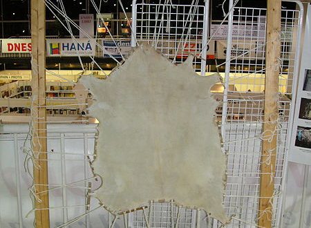 Parşömen