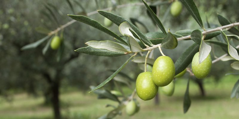 Zeytin